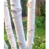 bříza užitečná ‘Grayswood Ghost’ lat. Betula utilis var. jacquemontii 40-60cm