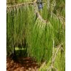 borovice rozložená lat. Pinus patula 50-70cm  Krásný jehličnan s převislými větvemi a dlouhými jehlicemi