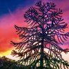 blahočet chilský lat. Araucaria  araucana  Netradiční exotický jehličnan do okrasných zahrad