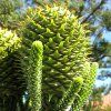 blahočet chilský lat. Araucaria  araucana  Netradiční exotický jehličnan do okrasných zahrad
