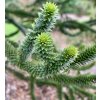 blahočet chilský lat. Araucaria  araucana  Netradiční exotický jehličnan do okrasných zahrad