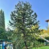 blahočet chilský lat. Araucaria  araucana  Netradiční exotický jehličnan do okrasných zahrad
