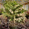 blahočet chilský lat. Araucaria  araucana  Netradiční exotický jehličnan do okrasných zahrad