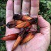 blahočet chilský lat. Araucaria  araucana  Netradiční exotický jehličnan do okrasných zahrad
