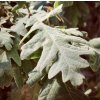 dub pyrenejský lat. Quercus pyrenaica 40-50cm