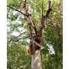 bříza čínská lat. Betula albosinensis  Okrasný strom s nápadně zbarvenou, odlupující se kůrou