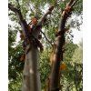 bříza čínská lat. Betula albosinensis  Okrasný strom s nápadně zbarvenou, odlupující se kůrou
