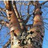bříza čínská lat. Betula albosinensis  Okrasný strom s nápadně zbarvenou, odlupující se kůrou