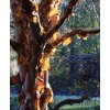 bříza čínská lat. Betula albosinensis 80-100cm  Okrasný strom s nápadně zbarvenou, odlupující se kůrou