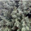 Cypřiš arizonský lat. Cupressus arizonica