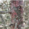 Cypřiš arizonský lat. Cupressus arizonica