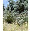 Cypřiš arizonský lat. Cupressus arizonica