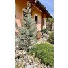 Cypřiš arizonský lat. Cupressus arizonica