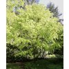 buk lesní 'Rohan Gold' lat. Fagus sylvatica  30-50 cm