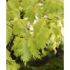 buk lesní 'Rohan Gold' lat. Fagus sylvatica  30-50 cm