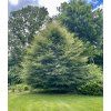 Buk lesní 'Comptoneifolia' lat. Fagus sylvatica
