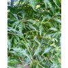 Buk lesní 'Comptoneifolia' lat. Fagus sylvatica