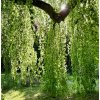 buk lesní 'Pendula' lat. Fagus sylvatica 40-60 cm