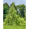 buk lesní 'Pendula' lat. Fagus sylvatica 40-60 cm