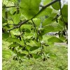 moruše bíla lat. Morus alba