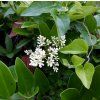 Ptačí zob japonský lat. Ligustrum japonicum