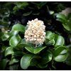 Ptačí zob japonský lat. Ligustrum japonicum