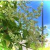 Ptačí zob japonský lat. Ligustrum japonicum