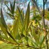 Ptačí zob Chenaultův lat. Ligustrum chenaultii