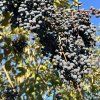 Ptačí zob Chenaultův lat. Ligustrum chenaultii