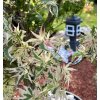 javor dlanitolistý ‘Butterfly’ lat. Acer palmatum syn. japonský javor 20-40 cm