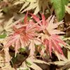 javor dlanitolistý ‘Butterfly’ lat. Acer palmatum syn. japonský javor 20-40 cm