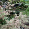 javor dlanitolistý ‘Butterfly’ lat. Acer palmatum syn. japonský javor 20-40 cm