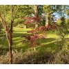 javor dlanitolistý ‘Phoenix’ lat. Acer palmatum syn. japonský javor 20-40 Cm