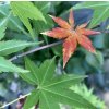 javor dlanitolistý ‘Phoenix’ lat. Acer palmatum syn. japonský javor 20-40 Cm