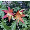 javor dlanitolistý ‘Phoenix’ lat. Acer palmatum syn. japonský javor 20-40 Cm