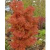javor dlanitolistý ‘Jerre Schwartz’ lat. Acer palmatum syn. japonský javor 20-40 Cm