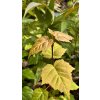 javor hrubý lat. Acer grosseri syn. javor Grosserův 80-100 Cm