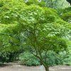 javor dlanitolistý lat. Acer palmatum