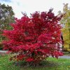 javor dlanitolistý lat. Acer palmatum 30-60 Cm
