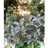Hlošina stříbrná lat. Elaeagnus commutata 40-60 cm