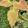 lípa Henryho lat. Tilia henryana