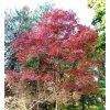 javor Wilsonův lat. Acer wilsonii 90-110 Cm