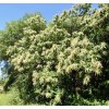 kaštanovník čínský lat. castanea mollissima syn. kaštanovník měkoučký 60-80 cm