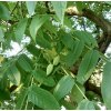 ořešák Mitchel lat. Juglans Mitchel syn. ořešák Mitchelův, ořešák bradavičnatý (Buartnut Mitchel) 2 letý semenáč 15-30 Cm