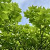 katalpa nádherná ´Pulverulenta´ lat. Catalpa speciosa 50 - 80 cm