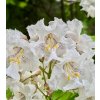 katalpa nádherná ´Pulverulenta´ lat. Catalpa speciosa 50 - 80 cm