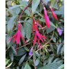 fuchsie Hatschbachova lat. Fuchsia hatschbachii syn. mrazuvzdorná fuchsie 40-70 Cm
