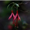 fuchsie Hatschbachova lat. Fuchsia hatschbachii syn. mrazuvzdorná fuchsie 40-70 Cm