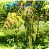 ořešák popelavý lat. Juglans cinerea 20-40 Cm