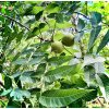 ořešák černý lat. Juglans nigra 60-80 cm